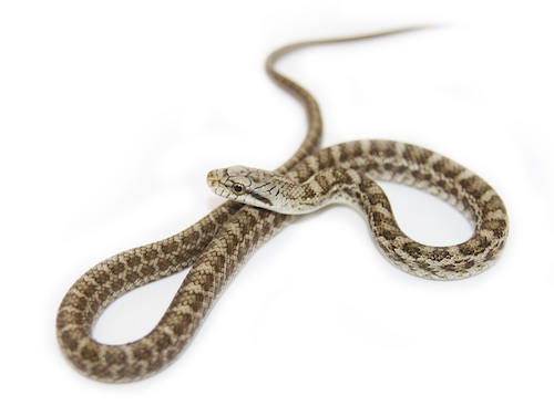 Japanese Kunishiri Rat Snake For Sale